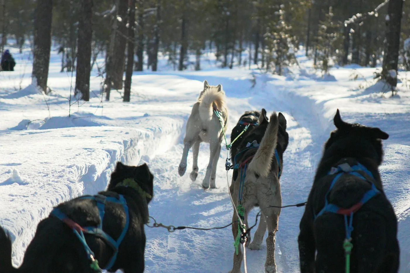 Vista desde un trineo de perros de un equipo de huskies corriendo por un sendero nevado del bosque